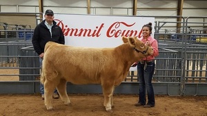 FFA Member's Heifer named Reserve Champion